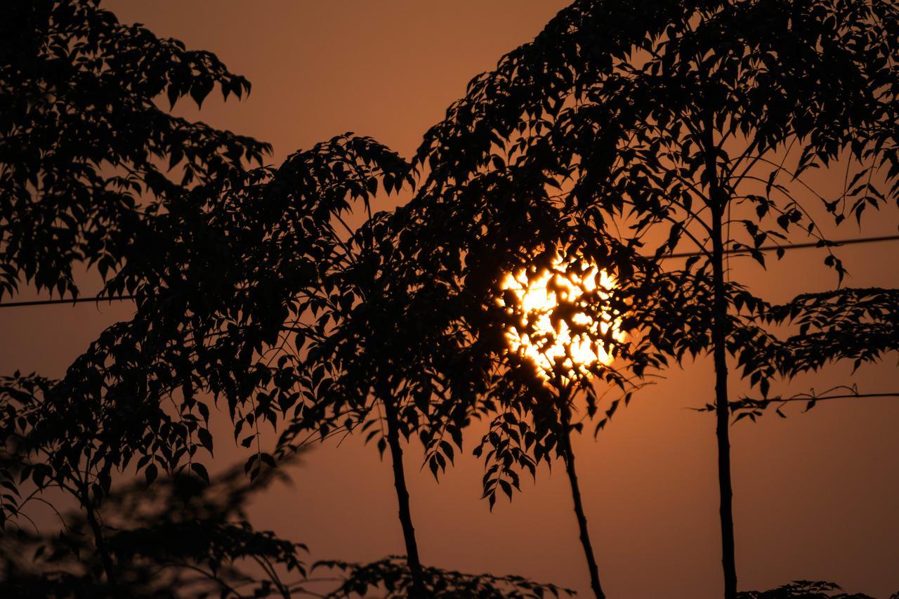 Hotel Tree Tops Sauraha Ngoại thất bức ảnh